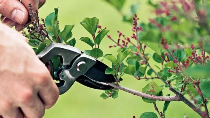 10 Garden Problems You Can Still Fix in Mid-May (And 7 It’s Too Late For)