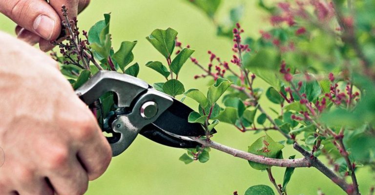 10 Garden Problems You Can Still Fix in Mid-May (And 7 It’s Too Late For)