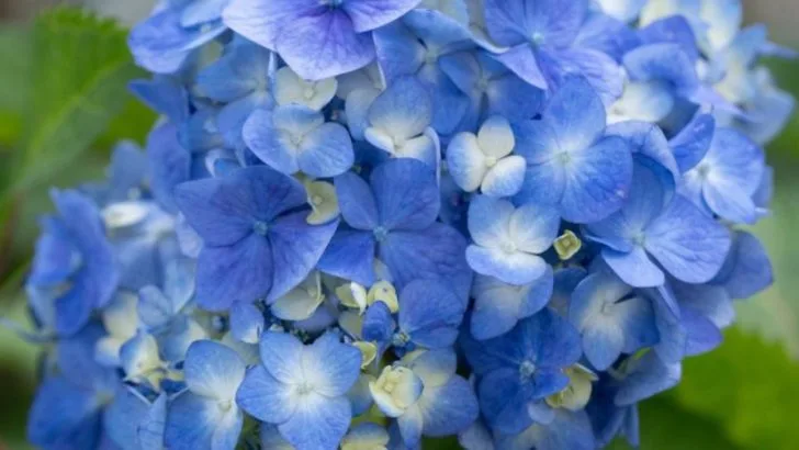 10 Landscape Shrubs That Always Outgrow Their Welcome (And 10 That Stay Manageable)