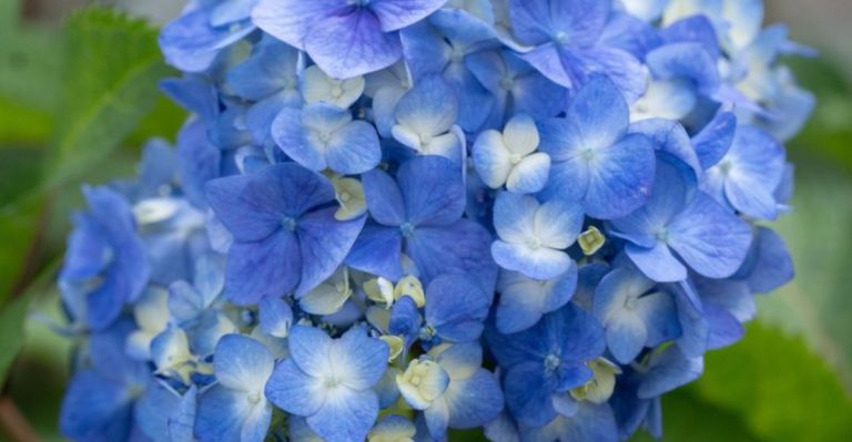 10 Landscape Shrubs That Always Outgrow Their Welcome (And 10 That Stay Manageable)