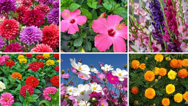 10 Perennials That Look Great for One Season (And 10 That Keep Coming Back Strong)