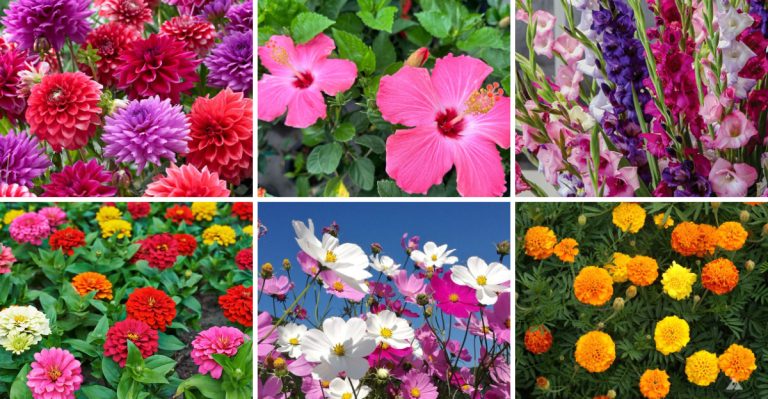 10 Perennials That Look Great for One Season (And 10 That Keep Coming Back Strong)