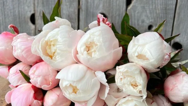 10 Plants That Only Succeed if You Never Move Them