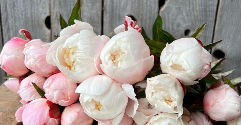 10 Plants That Only Succeed if You Never Move Them