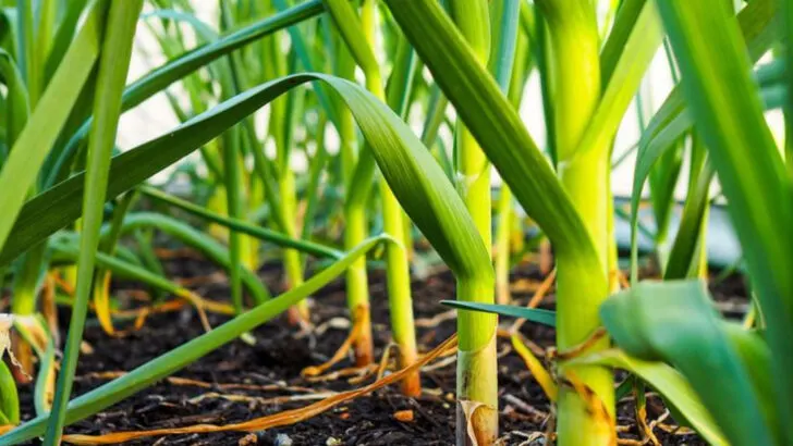 10 Things I Never Plant in Spring Anymore (And What I Plant in Fall Instead)