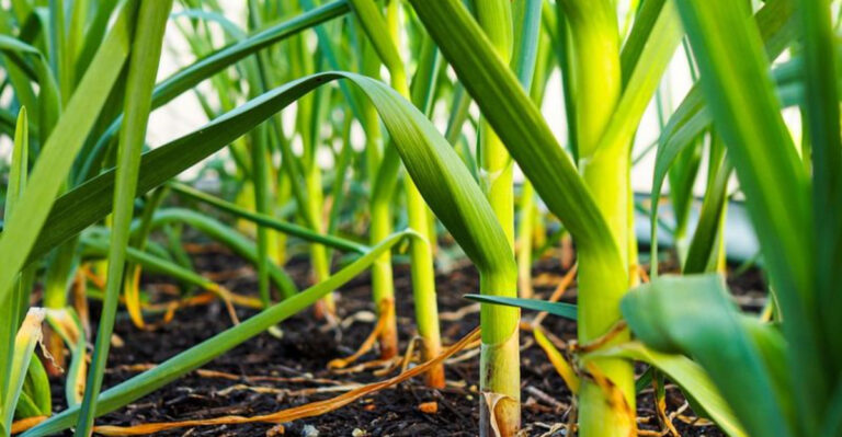 10 Things I Never Plant in Spring Anymore (And What I Plant in Fall Instead)