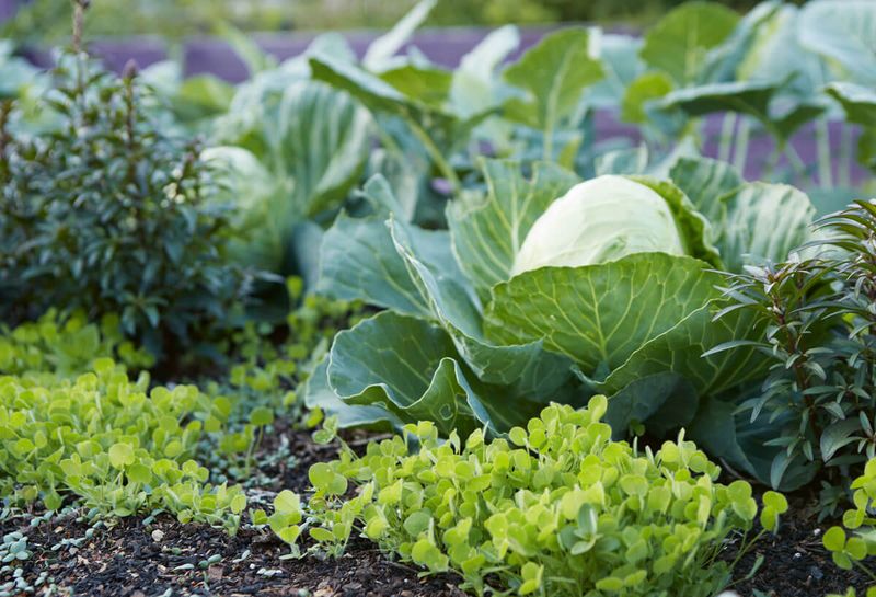 10. Failing to Mulch Properly