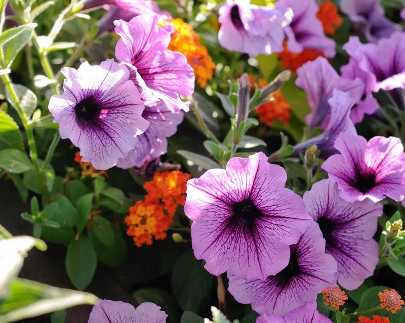 Petunia