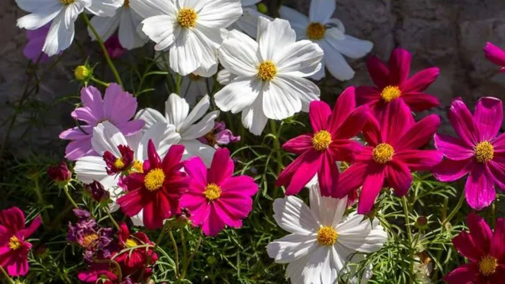11 Annuals That Stop Blooming Mid-Summer (And 11 That Keep Going Until Frost)