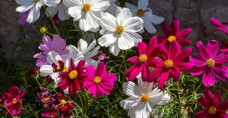 11 Annuals That Stop Blooming Mid-Summer (And 11 That Keep Going Until Frost)