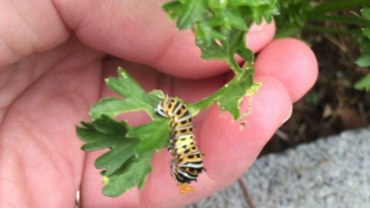 11 Cheap and Easy Ways to Get Rid of Caterpillars for Good