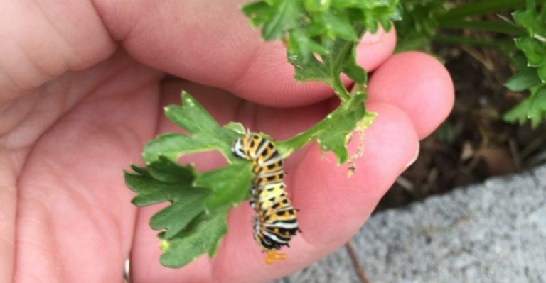 11 Cheap and Easy Ways to Get Rid of Caterpillars for Good