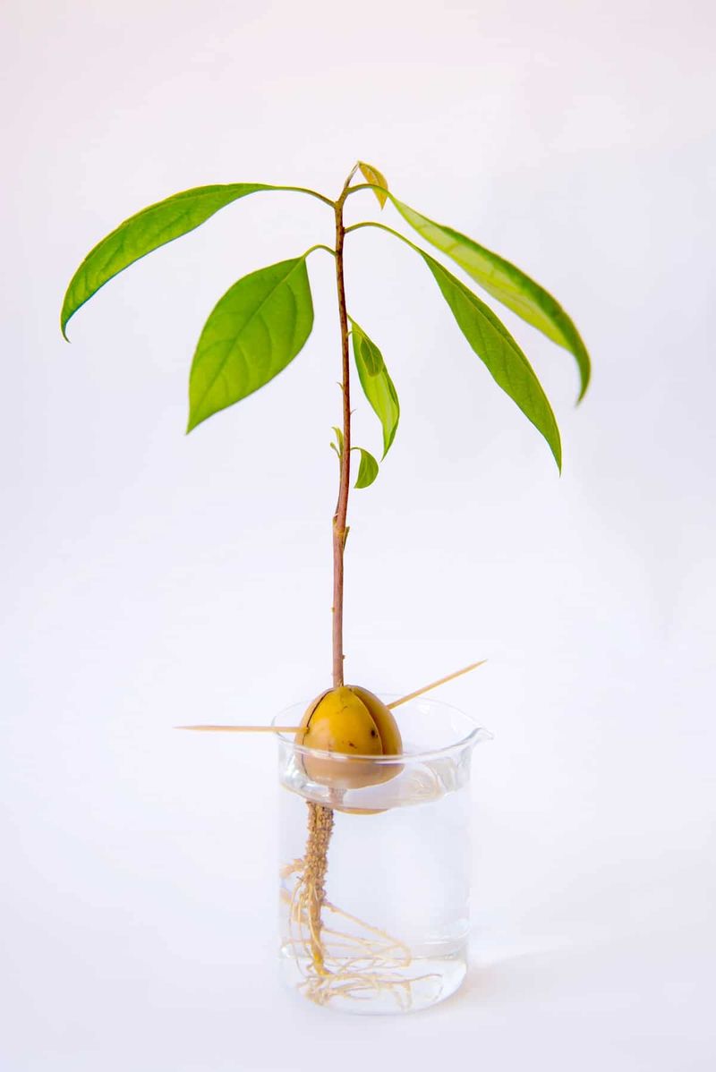 Avocado Seed Sprouting