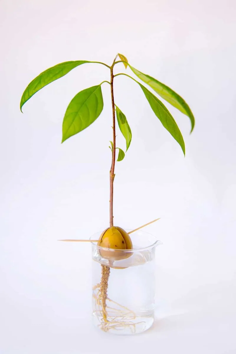 Avocado Seed Sprouting