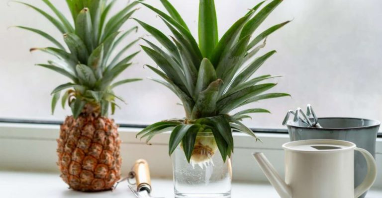 11 Plant Propagation Techniques That Give You Free Plants from Grocery Store Produce