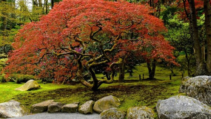 11 Shade Trees That Don’t Destroy Underground Pipes (Unlike These 7 Common Varieties)