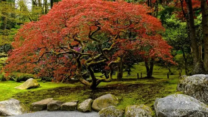 11 Shade Trees That Don’t Destroy Underground Pipes (Unlike These 7 Common Varieties)