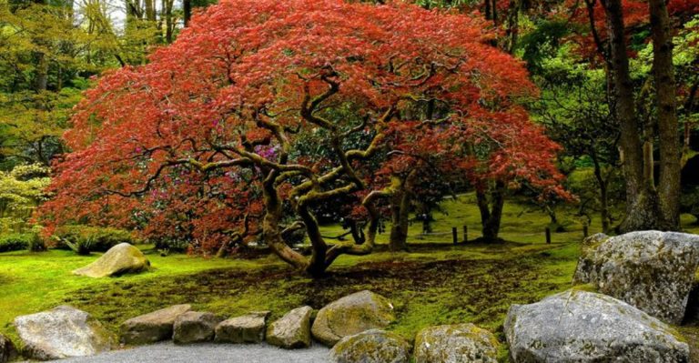 11 Shade Trees That Don’t Destroy Underground Pipes (Unlike These 7 Common Varieties)