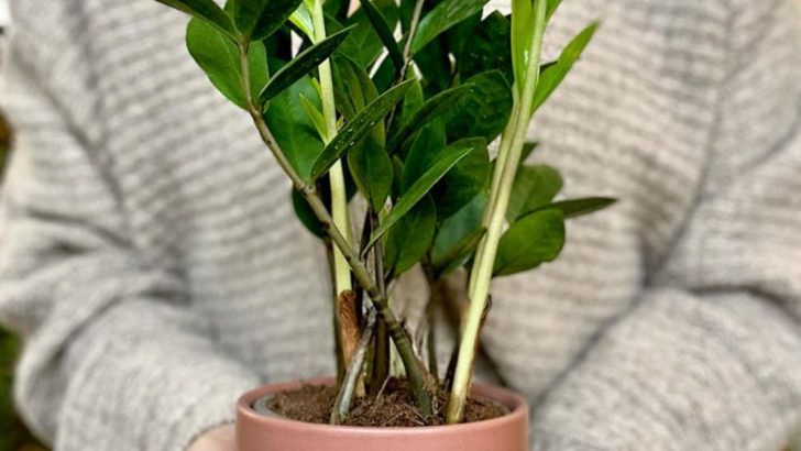11 Container Plants That Survive Two Weeks Without Water (And 9 You’ll Need to Water Daily)
