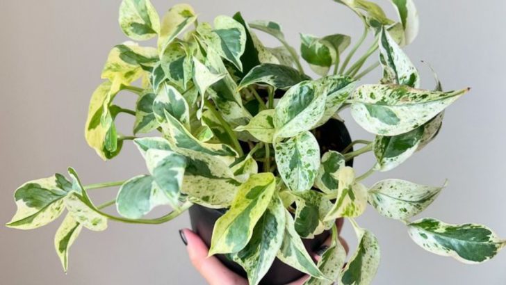 11 Plants That Will Still Grow Even If You Forget to Root Them Properly