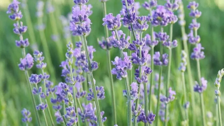 11 Subtle Details That Make Heather’s Scent So Unique