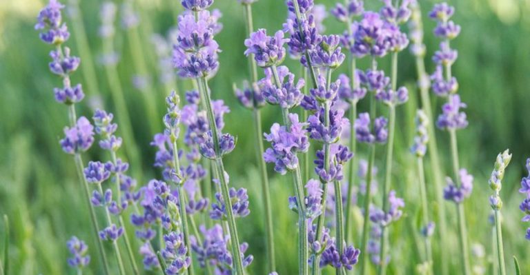 11 Subtle Details That Make Heather’s Scent So Unique