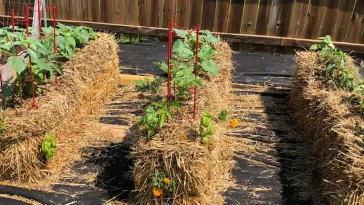11 Tips to Grow Vegetables in Straw Bales Without Digging