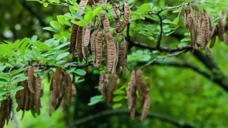 11 Trees That Fix Bad Soil While Growing Surprisingly Fast