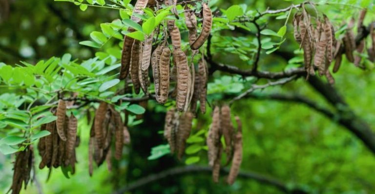 11 Trees That Fix Bad Soil While Growing Surprisingly Fast