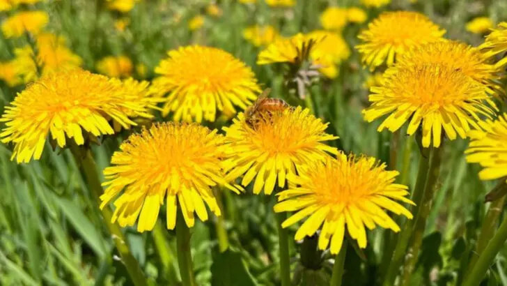 11 ‘Weeds’ That Are Actually the Best Fertilizers in Disguise