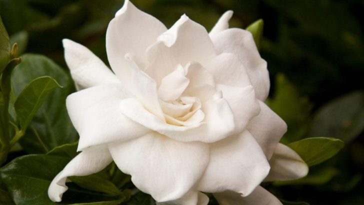 11 ‘Fragrant’ Plants That Only Smell Good Up Close (And 11 You’ll Smell from the Porch)