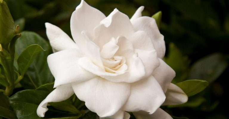 11 ‘Fragrant’ Plants That Only Smell Good Up Close (And 11 You’ll Smell from the Porch)