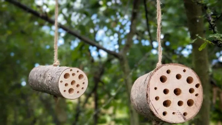 12 Bee Hotel Tips That Actually Help Native Bees Feel at Home