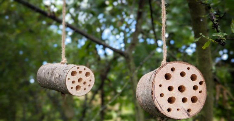 12 Bee Hotel Tips That Actually Help Native Bees Feel at Home