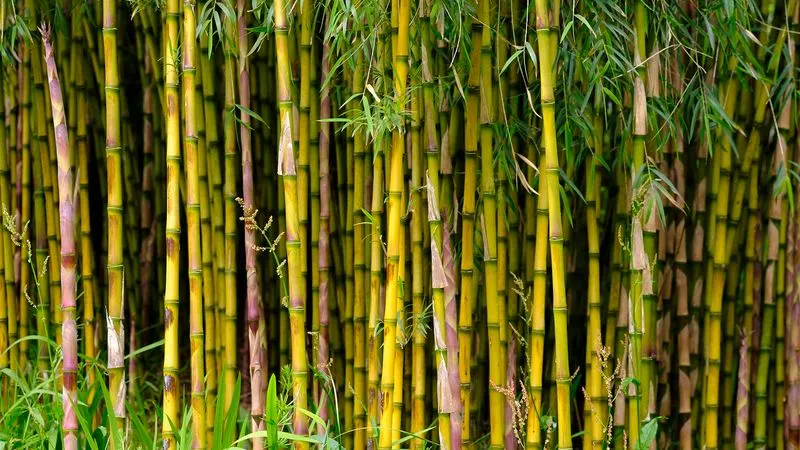 Bamboo