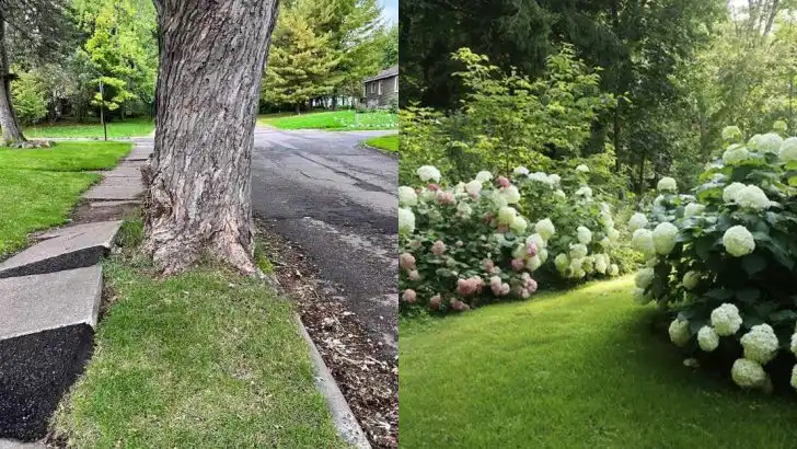 12 Foundation Plants That Crack Concrete Over Time (And 12 Root-Friendly Alternatives)