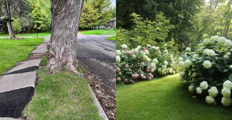12 Foundation Plants That Crack Concrete Over Time (And 12 Root-Friendly Alternatives)