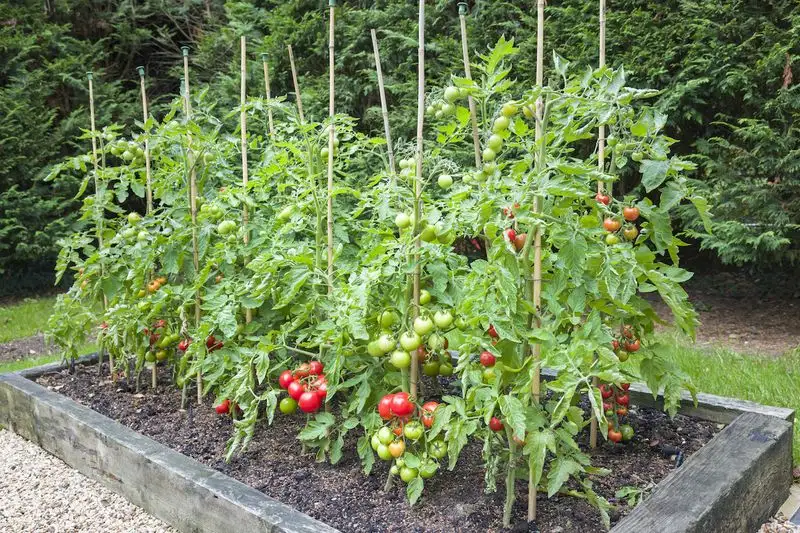 Tomato Plants