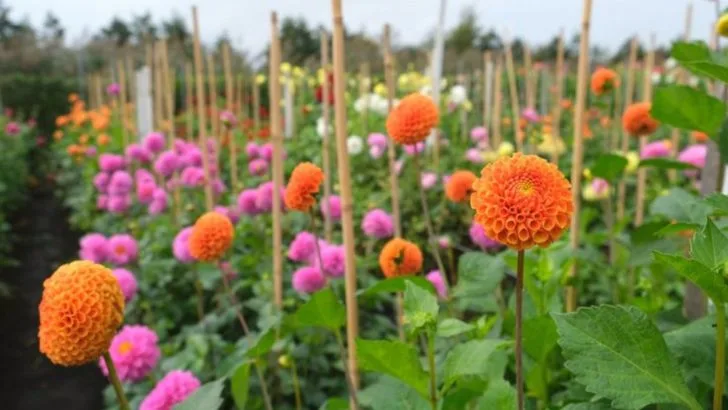 12 Garden Plants That Always Need Staking (And 8 That Stand Tall on Their Own)