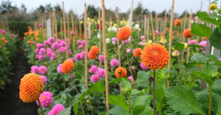 12 Garden Plants That Always Need Staking (And 8 That Stand Tall on Their Own)
