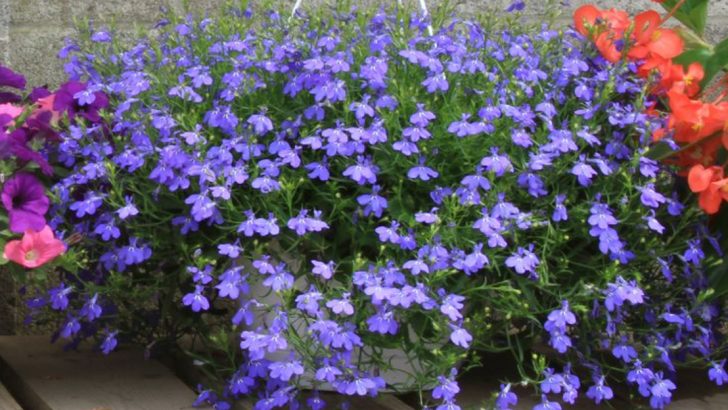 12 Lobelia Growing Tips for Fuller Blooms All Season