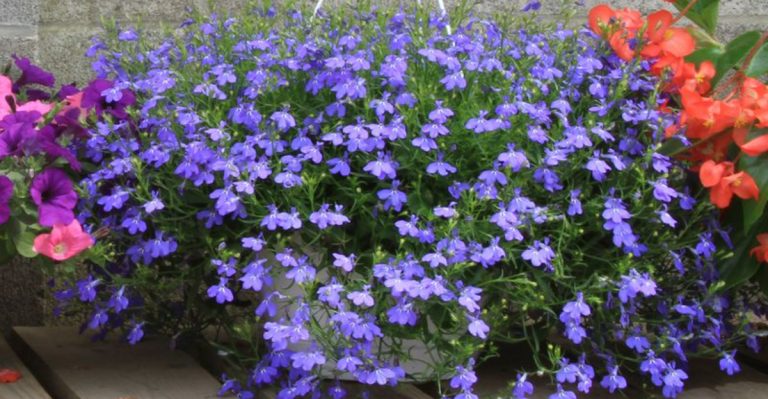 12 Lobelia Growing Tips for Fuller Blooms All Season
