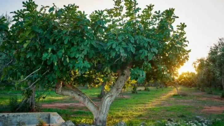12 Must-Know Tips Before You Ever Plant a Fig Tree in Your Yard