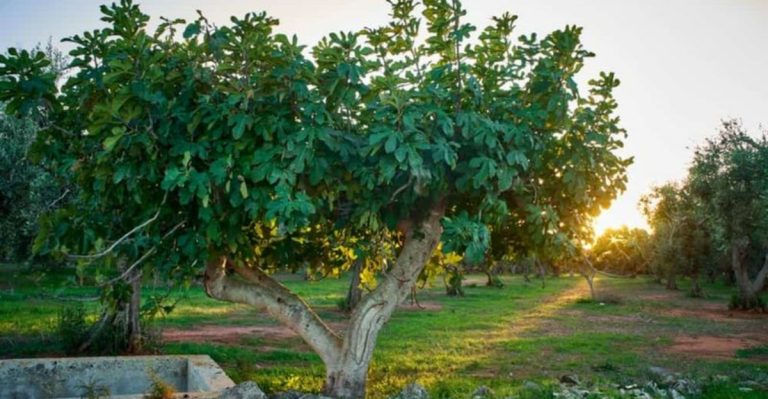 12 Must-Know Tips Before You Ever Plant a Fig Tree in Your Yard