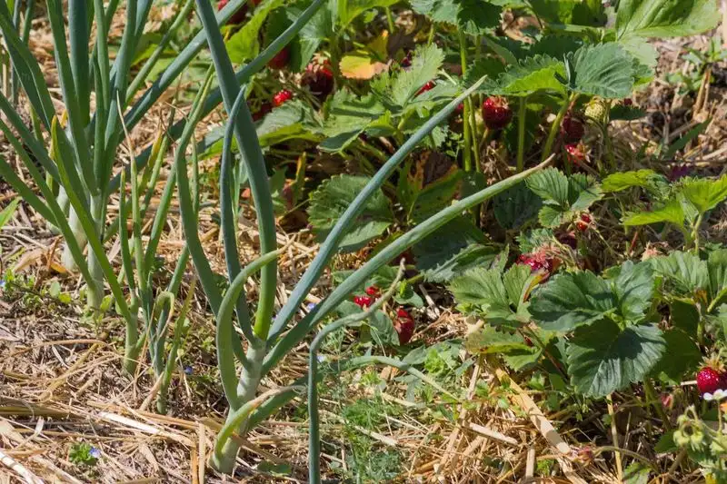 Companion Planting
