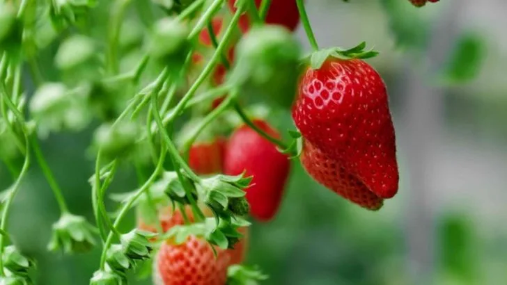 12 Organic Pest Control Tips for a Healthy Strawberry Harvest