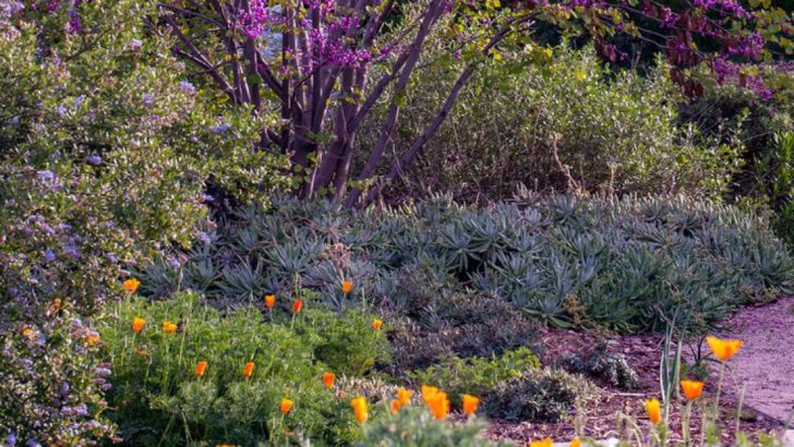 12 Plants You Should Never Buy at the Garden Center (Grow These 10 Instead)