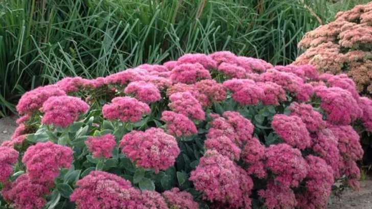 12 Popular Landscaping Plants That Hate Full Summer Sun (And 8 That You Can Use Instead)