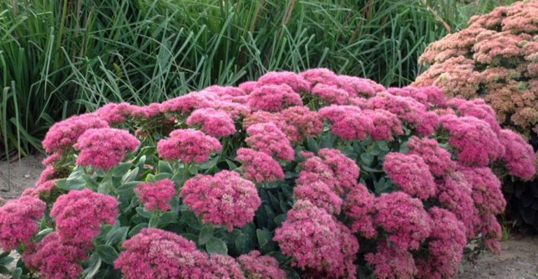 12 Popular Landscaping Plants That Hate Full Summer Sun (And 8 That You Can Use Instead)