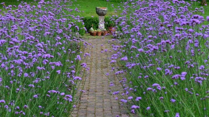 12 Secrets to Thriving Verbena Bonariensis in Your Garden